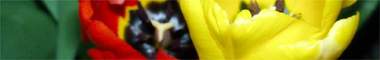 Appels_met_peren